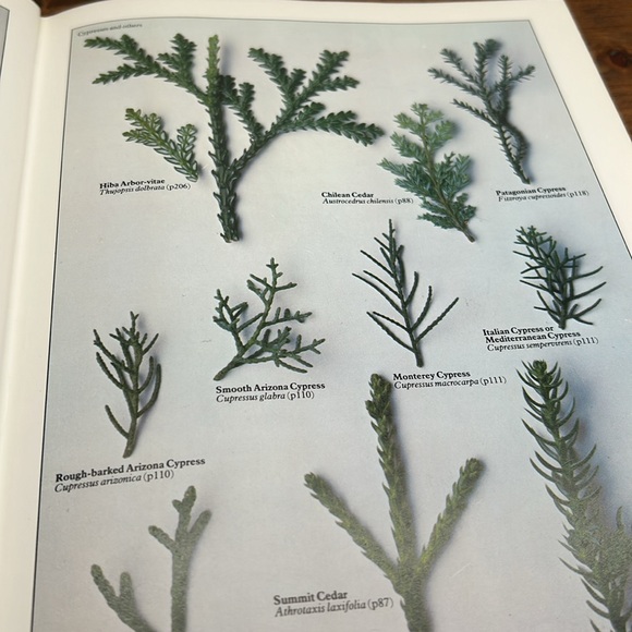 Vintage Hardcover Book 1978 Edition Trees In Britain, Europe And North America - Picture 8 of 16